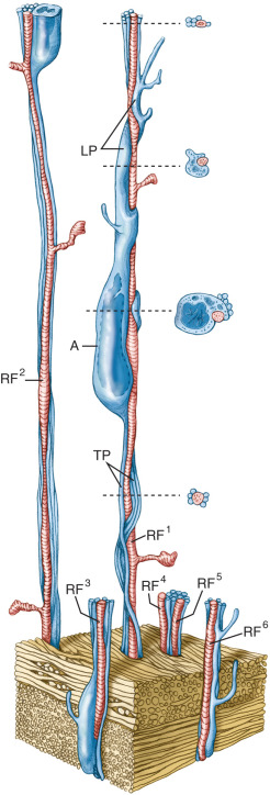 Neuronal Migration Neupsy Key