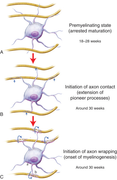 Myelination Events | Neupsy Key