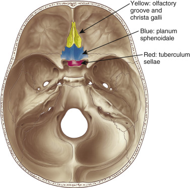 Planum Sphenoidale Anatomy