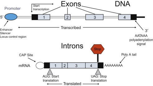 Genetics Of Neuromuscular Disorders | Neupsy Key