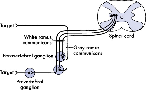 Evaluation Of The Autonomic Nervous System | Neupsy Key