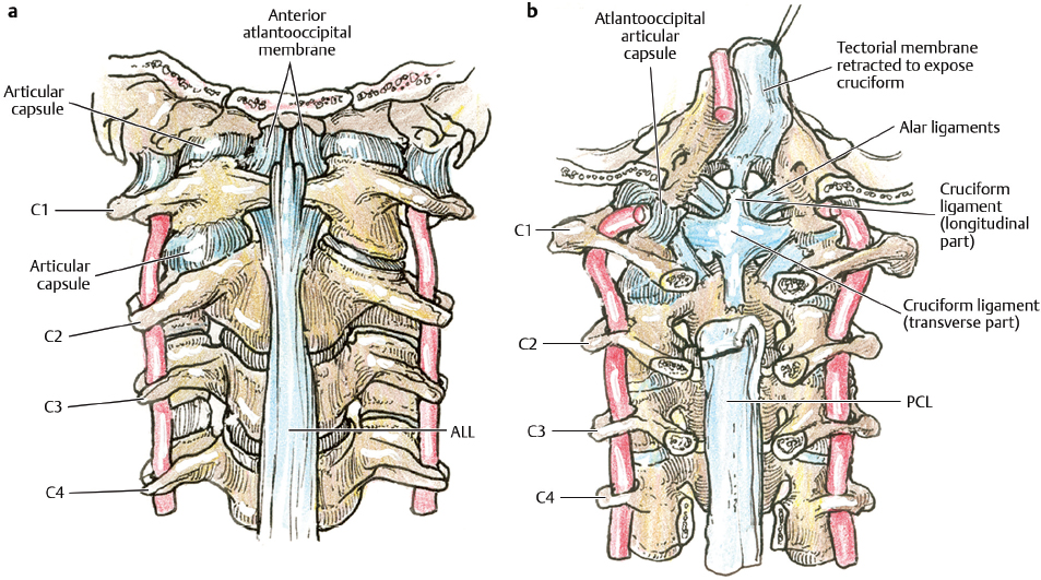 Anatomy Of The Spine: An Overview | Neupsy Key