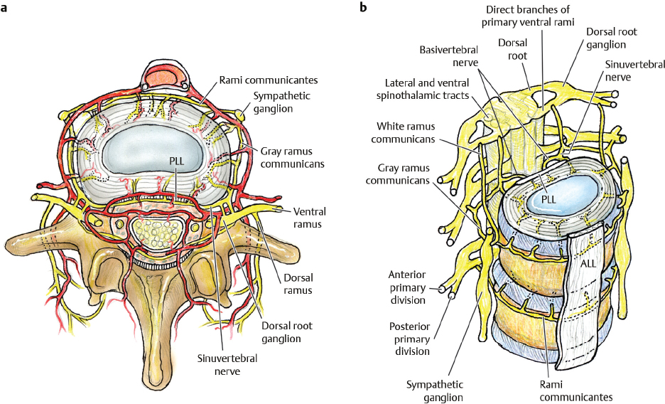 Pathophysiology And Operative Treatment Of Discogenic Back Pain ...