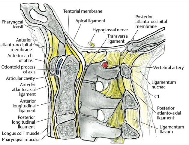 Transoral And Transnasal Approaches To The Craniocervical Junction ...