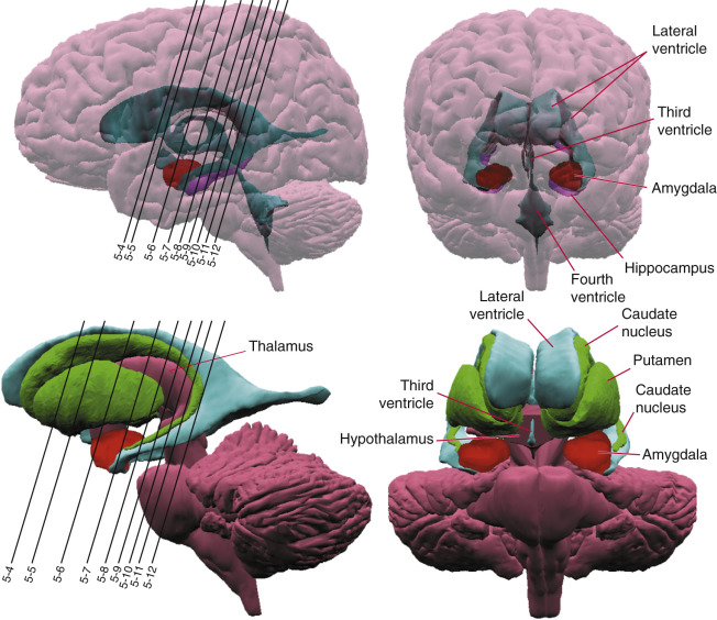 Coronal Sections | Neupsy Key