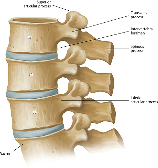 6 Lumbar Spine Anatomy | Neupsy Key