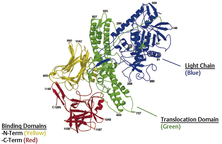 1 Pharmacology Of Botulinum Neurotoxins | Neupsy Key