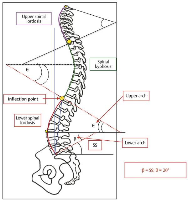 6 Spinal Curves Segmentation And Lumbar Lordosis Classification ...