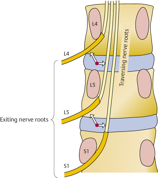 Lumbar Nerve Root Anatomy