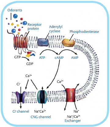 Functional Anatomy Of The Olfactory System I: From The Nasal Cavity To ...