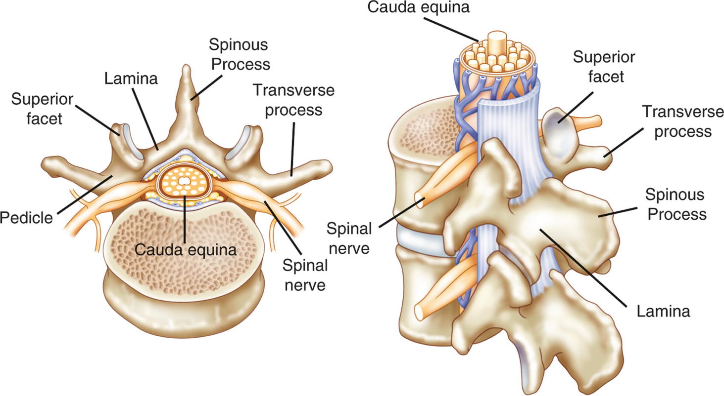 Spinal Anatomy Including Transverse Process and Lamina