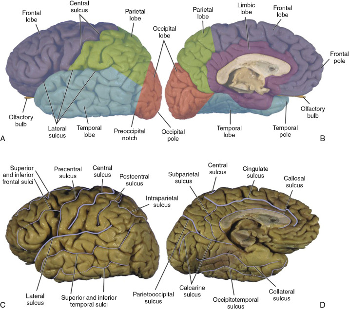 Neuroanatomy Correlates | Neupsy Key