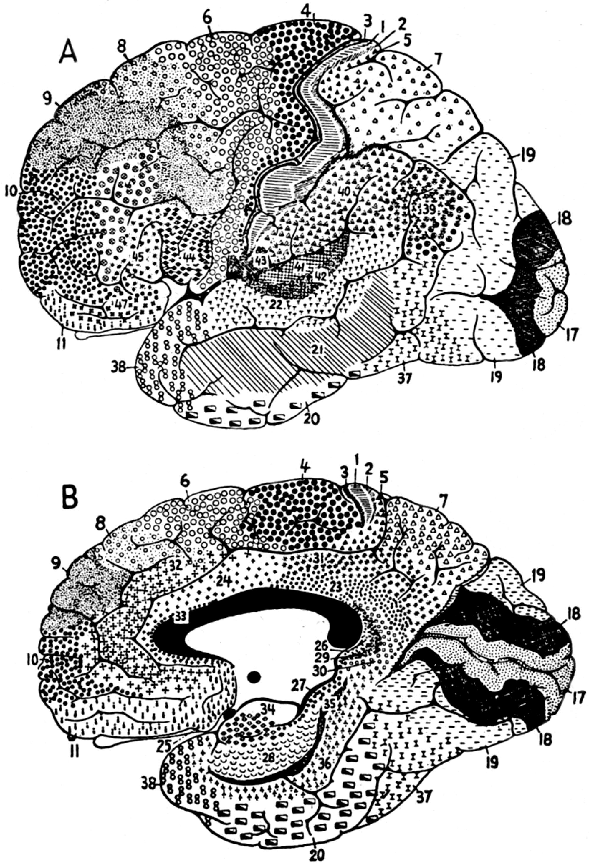 Essential Behavioral Neuroanatomy | Neupsy Key