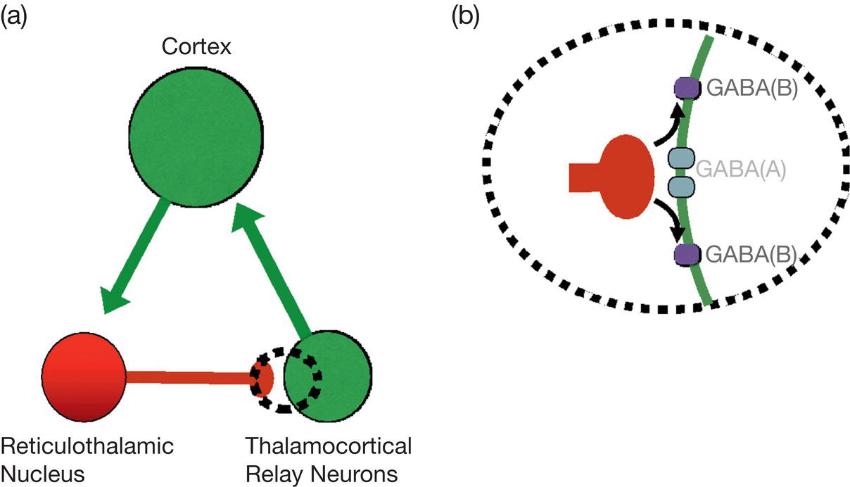 A diagram with 2 parts, A and B, shows the thalamocortical loop and synapse between reticulothalamic nucleus and thalamocortical relay neurons with G A B A release.