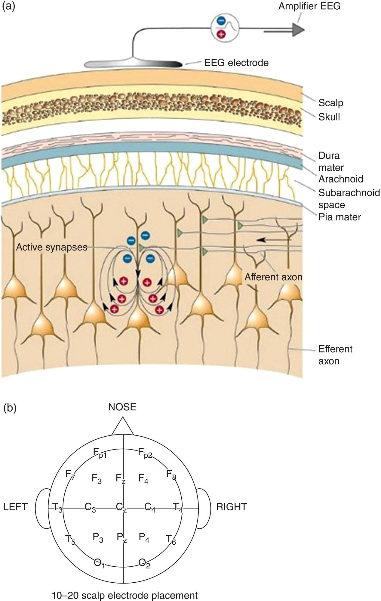 Two diagrams illustrate the E E G signal source and electrode placement on the scalp with labels F, P, T, O, and C.