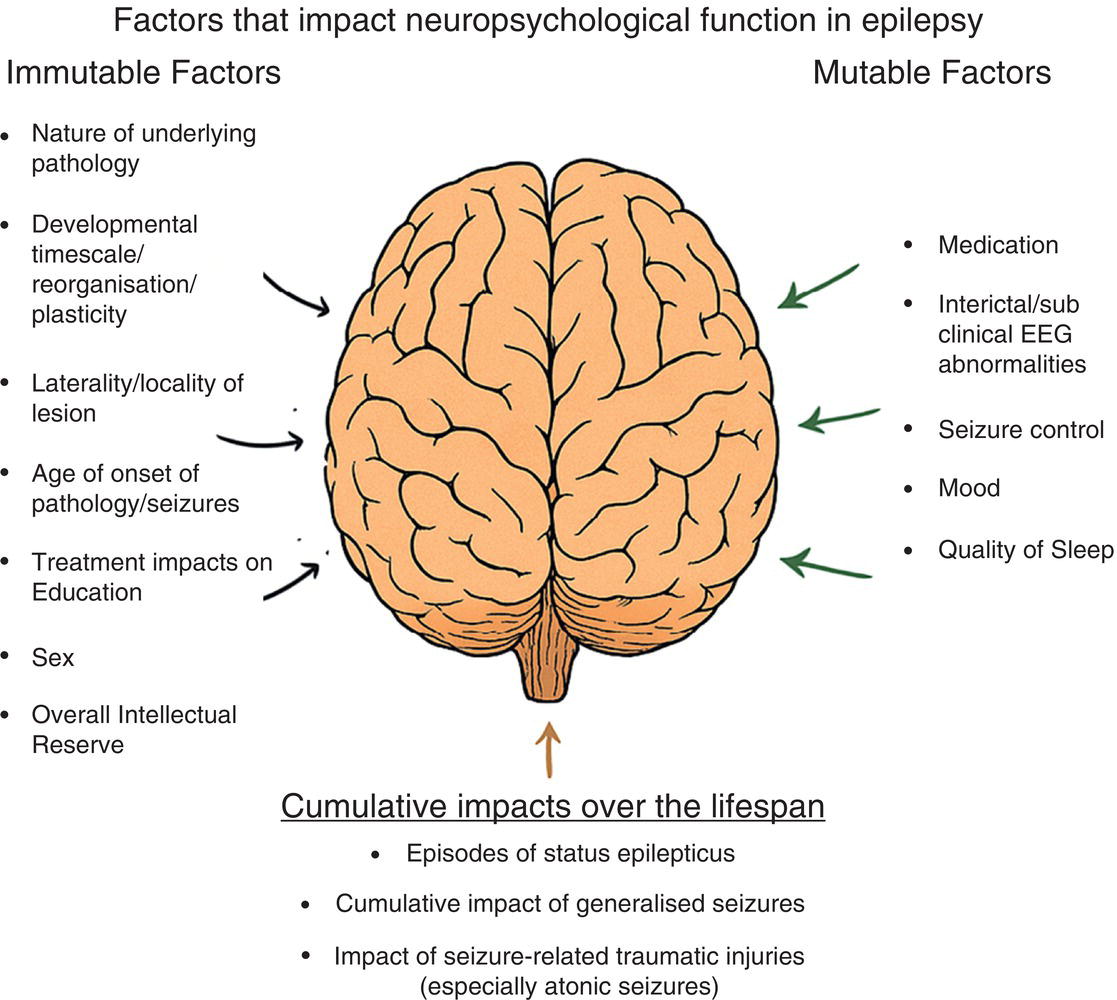 An illustration of a brain shows the immutable and mutable factors impacting neuropsychological function in epilepsy, along with their cumulative impacts over the lifespan.